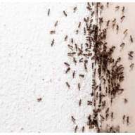 antcontrolperth