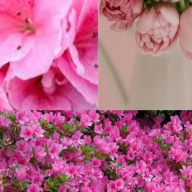 plantsonline