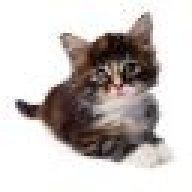 cat007health